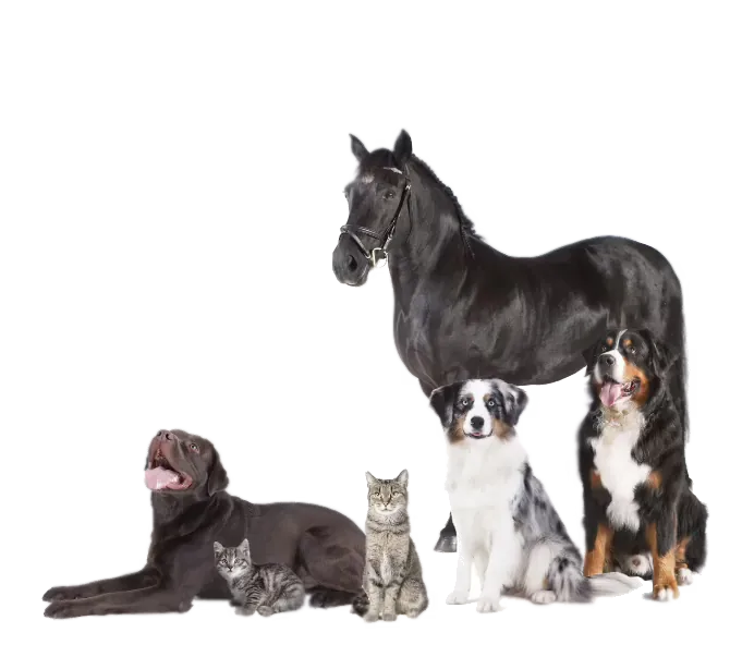 Dieren - honden, katten & paard
